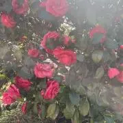野ばらの画像