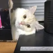 ジャリの画像