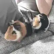らるふぃ