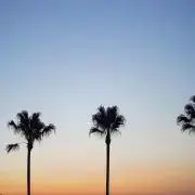 さかなの画像