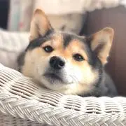 桜桃の画像