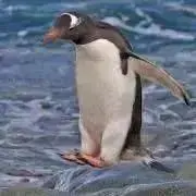 シャル(プロフ必読)