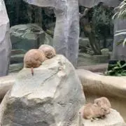 ぽんの画像