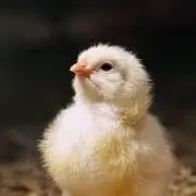 ぽっぽ