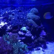 ちびの画像