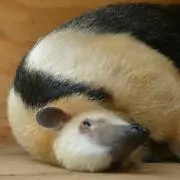 ももかの画像