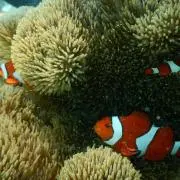 meiの画像