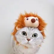 monkoの画像