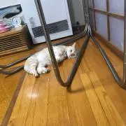 館長