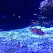 はち。