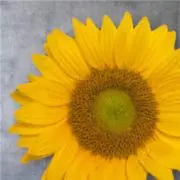 まめの画像