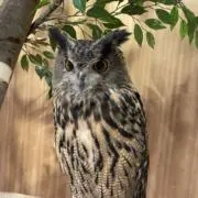 1ごうの画像