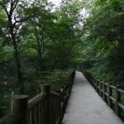ばななの画像