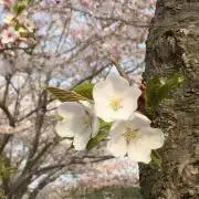 すやの画像