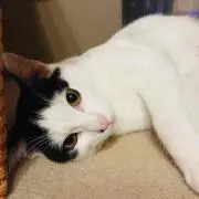 こやぼう