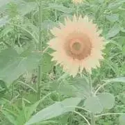 ひまわり