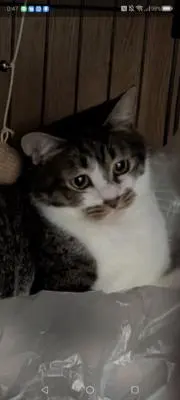 無名の画像