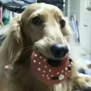 わしの画像