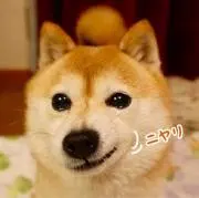 トラペゾイダル［プロフ読んでいってね］の画像