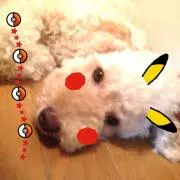 トイプー0731