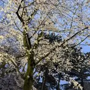 らんここの画像