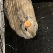 おむち