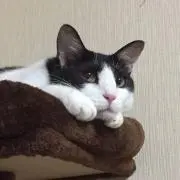 みけこ