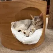 さゆの画像
