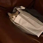 ふんの画像