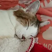 ミルキー