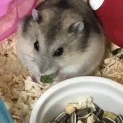 はなまるの画像