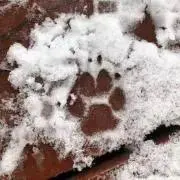 ぴのの画像