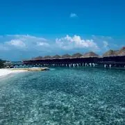 アリスの画像