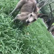 ふゆの画像
