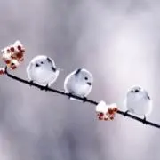 あけちの画像
