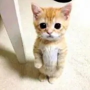 とら