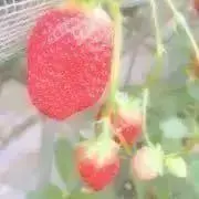 あみの画像