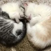 ぴぃ