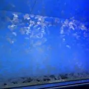 たむらの画像