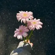 みかんの画像