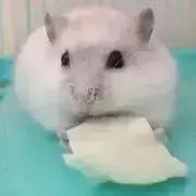 しろくまの画像