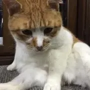 もち。の画像