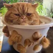 猫娘の画像
