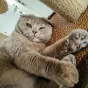 アストリードの画像
