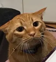 トムジェリーの画像