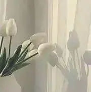 moの画像