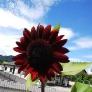 ひまわり★第4種郵便追跡システム利用中の画像