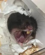 ハム茶