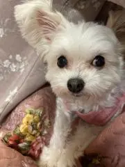あずき