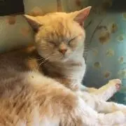 ちぃろるの画像